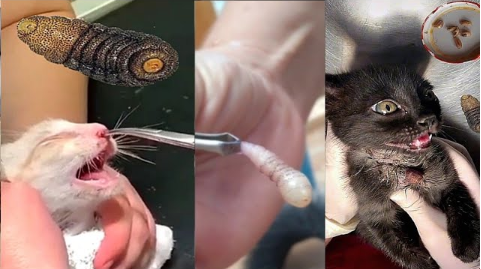 Safely Removing a Botfly and Mangoworm from a Cat’s Neck