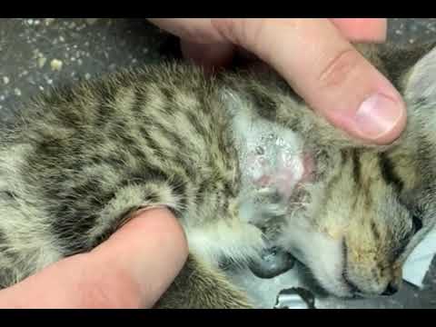 Removing Botfly from poor bird